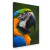 Majestade Tropical – Arara Azul e Amarela na internet