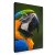 Majestade Tropical – Arara Azul e Amarela - comprar online