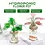 Decoração Sofisticada: Mini Terrário de Vidro para Plantas Sem Solo - Elegân