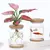Decoração Sofisticada: Mini Terrário de Vidro para Plantas Sem Solo - Elegân - comprar online
