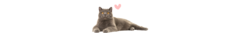 Banner de la categoría British Shorthair
