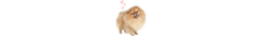 Banner de la categoría Pomerania