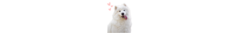 Banner de la categoría Samoyedo