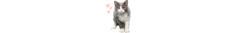 Banner de la categoría Selkirk Rex