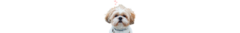 Banner de la categoría Shih Tzu