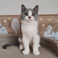 British Shorthair Blue Bitono H - comprar en línea