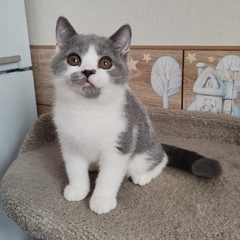 British Shorthair Blue Bitono M - comprar en línea