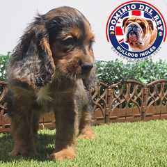 Imagen de Cocker Spaniel black merle M