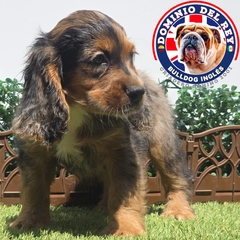 Cocker Spaniel black merle M - tienda en línea