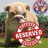 Bulldog Inglés Fawn Bitono M - comprar en línea