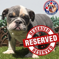 Bulldog Inglés Blue and tan M - comprar en línea