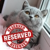 British Shorthair Blue M - comprar en línea