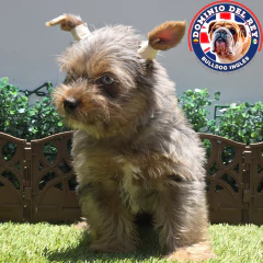 Yorkshire terrier Black Merle M en internet