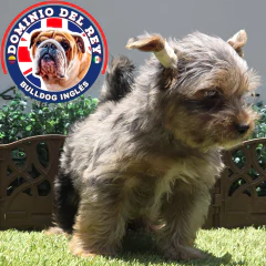 Yorkshire terrier Black Merle M - tienda en línea