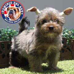 Yorkshire terrier Black Merle M - comprar en línea