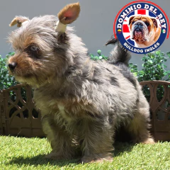 Imagen de Yorkshire terrier Black Merle M