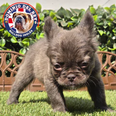 Bulldog Francés Chocolate Fluffy Hembra en internet