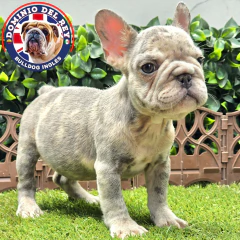 Bulldog Francés Blue merle Big Rope Hembra - comprar en línea