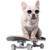Cachorros Caninos disponibles 