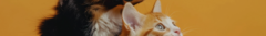 Banner da categoria PET
