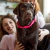 Joia Pet Care coração de metal sem APP e sem NFC - loja online