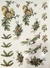Esquilo de Natal Decalque para Porcelana - comprar online
