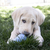 Juguete Para Perros KONG Puppy en internet