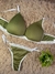 Conjunto Olivo talle 100 - comprar online