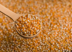 Banner de la categoría MAIZ PIZINGALLO