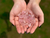 Quartzo Rosa Tipo A Pedra Rolada - comprar online