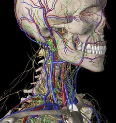 Banner da categoria Anatomia 