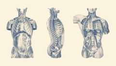 Banner da categoria Fisiologia