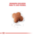 Royal Canin Jack Russell Puppy en internet