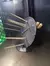 Imagen de Porta Escarbadientes Dispensador Palillero Escudo 300