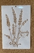 Stencil lavanda