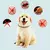 Coleira Antipulgas e Carrapatos Prático e Eficaz para Pets | Proteção para Cachorro e Gato Antiparasitária na internet