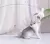 Brinquedo Interativo para Gatos | Com Pena Resistente a Mordida para Diversão na internet