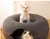 Cama Interativa de Feltro para Gatos | Dupla Função, Dobrável e Confortável - Pegada Pet - Cuide do Seu Pet com Qualidade e Amor!