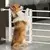 Portão Extensível para Corredores e Escadas | Portátil e Retrátil para Segurança de Animais - loja online