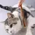 Pente Removedor de Excesso de Pelo do Gato e Cachorro | Escova de Madeira para Pet na internet