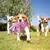 Brinquedo de Pelúcia Polvo Sem Recheio com Apito | Ideal para Cães Pequenos e Grandes - Pegada Pet - Cuide do Seu Pet com Qualidade e Amor!