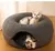 Cama Interativa de Feltro para Gatos | Dupla Função, Dobrável e Confortável na internet