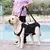 Sling de Suporte para Cães com Mobilidade Reduzida | Para Reabilitação Canina, Cães Idosos, Lesões em Cachorro e Conforto para Pets - comprar online