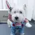 Roupa Pet Chucky - loja online