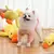 Pato de Suporte Emocional para Pets - loja online