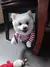 Roupa Pet Chucky - PetXope