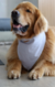 Bandana para cachorros - comprar online