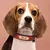 Coleira Pet Personalizável - loja online