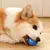 Bola Pet - loja online
