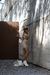 Short Cacto Essential Seamless Capuccino - comprar online